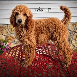 Iris - Apricot female Poodle puppy in Greenwich, New York from MizzElle’s Standard Poodles