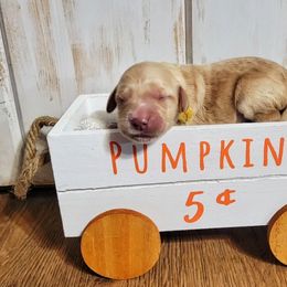 Goldendoodle Puppies from Black Oak Doodles