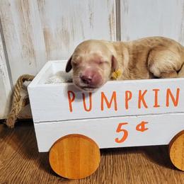 Goldendoodle Puppies from Black Oak Doodles