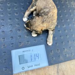 Bernedoodle, Double Doodle, and Saint Berdoodle Puppies from Remington Kennels, LLC