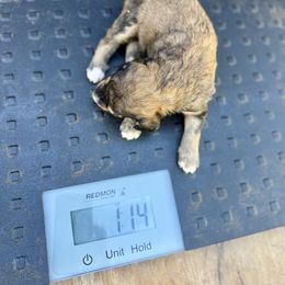 Bernedoodle, Double Doodle, and Saint Berdoodle Puppies from Remington Kennels, LLC