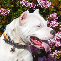 Truffle - Dogo Argentino