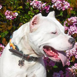 Truffle - Dogo Argentino