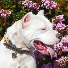 Truffle - Dogo Argentino