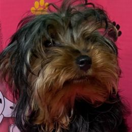 Reign - Yorkshire Terrier