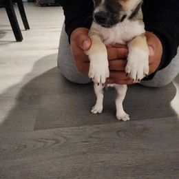 Chihuahua Puppies from Maldonado Pet Life Breeder LLC.
