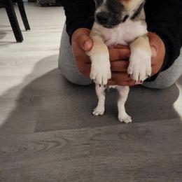 Chihuahua Puppies from Maldonado Pet Life Breeder LLC.
