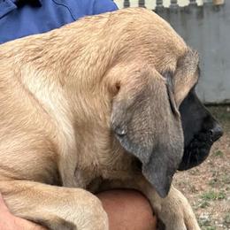 Girl 6 - Fawn female Mastiff puppy in Laredo, Texas from Huereca Mastiff