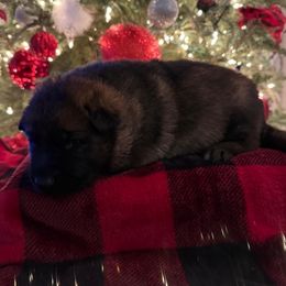 MERRY - Sable female German Shepherd puppy in Coats, North Carolina from T'S SHEPHERDS