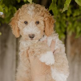 Muffin - Fawn and white male Sheepadoodle puppy in Patterson, California from Dooling Doodles