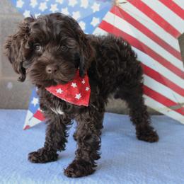 Orange collar Zulu - Chocolate male Australian Labradoodle puppy in Provo, Utah from EllsWORTH Labradoodles LLC