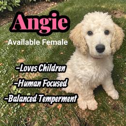 Angie - Cream female Poodle puppy in Baltimore, Maryland from Steinrock’s Standards