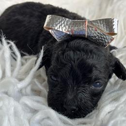 Marlowe - Black female Poodle puppy in Tampa, Florida from Designer Puppy Boutique