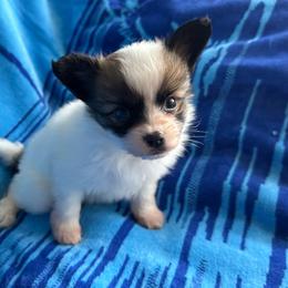 Ava's Boy - White and sable male Papillon puppy in Shirley, Arkansas from Lucky Pups