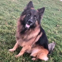 German Shepherds from Old Souls' German Shepherds