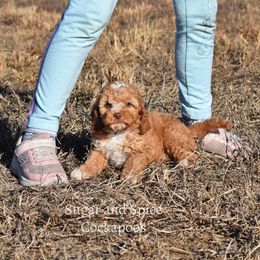 Alchemy "Al" - Cockapoo puppy from Sugar and Spice Cockapoos