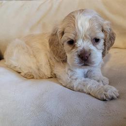 Girl 2 - Buff and white female Cocker Spaniel puppy in Gadsden, Alabama from Rich Cat’s