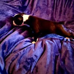 Boston Terrier Puppies from The Christian Bostons