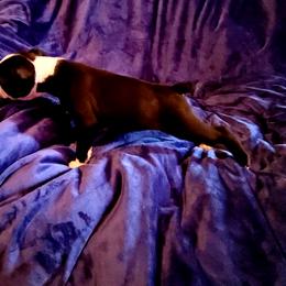 Boston Terrier Puppies from The Christian Bostons