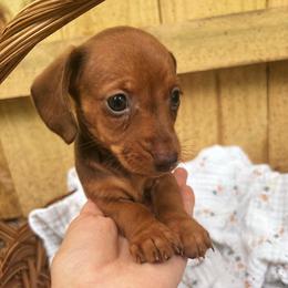 Hudson - Red male Dachshund puppy in Mountain Home, Arkansas from The Teacup Homestead Miniature Dachshunds