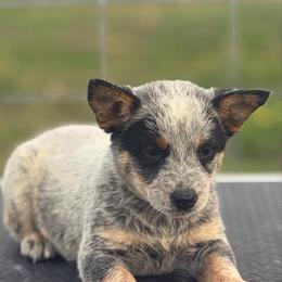 Bluey - Blue speckled female Australian Cattle Dog puppy in Rosharon, Texas from 4Surge Cattle Dogs