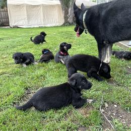 German Shepherd Puppies from Vermachtnis German Shepherds