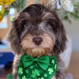Kobe - Merle male Cavapoo puppy in Yuciapa, California from AlltheDoodlez_
