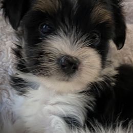 Miniature Australian Shepherds, Toy Australian Shepherds, and Yorkshire Terriers from Bullish R Ranch