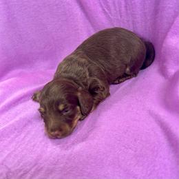 Lilly's Male 2 - Chocolate and cream male Dachshund puppy in Rattan, Oklahoma from Burgett’s Barnyard Dachshunds