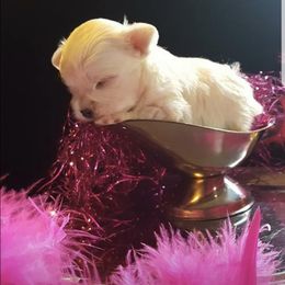French Bulldog, Maltese, Poodle, and Yorkshire Terrier Puppies from Silver Lining