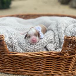 Greyson - Blenheim male Cavalier King Charles Spaniel puppy in Shingle Springs, California from California Spaniels