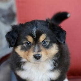 Australian Shepherd, Miniature American Shepherd, and Miniature Australian Shepherd Puppies from Painted Blue Aussies