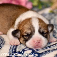 Maple - Red female Pembroke Welsh Corgi puppy in East Canton, Ohio from Victorian Farms