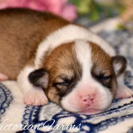 Maple - Red female Pembroke Welsh Corgi puppy in East Canton, Ohio from Victorian Farms