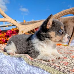 Charlie - Blue male Pembroke Welsh Corgi puppy in Shawnee, Oklahoma from Sunray Ranch