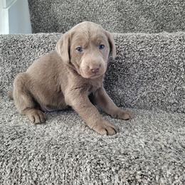 Dancer - Silver female Dilute Retriever puppy in New Providence, Pennsylvania from Southernend Silvers