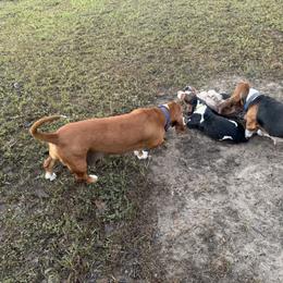Basset Hound Puppies from Donald Swafford