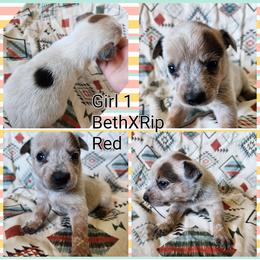 Girl 1 - Red speckled female Australian Cattle Dog puppy in Bradford, Arkansas from Cedar Rock Heelers and Kelpies