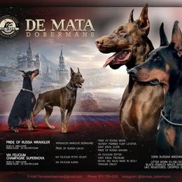Doberman Pinscher puppies from De Mata Dobermann Kennel