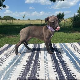 Gia - Seal female Italian Greyhound puppy in Lancaster, Missouri from White Stone Ranch