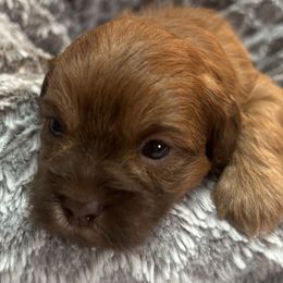 Chili - Red male Shihpoo puppy in Howard City, Michigan from Petite Joie Puppies