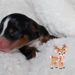 Cupid - Black tri-color female Aussiedoodle puppy in Foxworth, Mississippi from Ten Mile Aussies