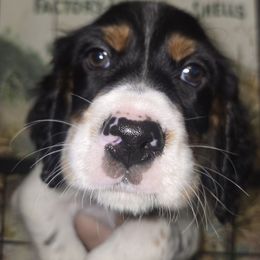Lynn - Blue belton and tan (tri-color) female English Setter puppy in Morrice, Michigan from Wild Bird Setters