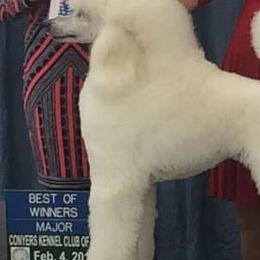 Poodles from Ridgewood Standard Poodles