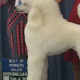 Poodles from Ridgewood Standard Poodles