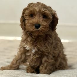 Red - CM0560 - Caramel red male Australian Labradoodle puppy in Easley, South Carolina from Royal Diamond Labradoodles