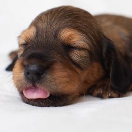 Dachshund Puppies from MyGaDachs