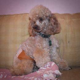 Cockapoo, Cocker Spaniel, and Poodle All Grown Up from The Cocker Cingdom