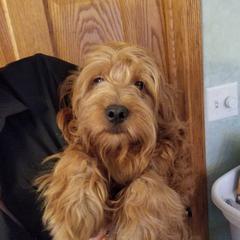 Bugatti - Goldendoodle