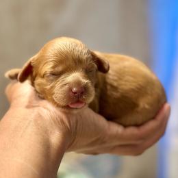Pink Collar - Red female Cavapoo puppy in Palm Beach County, Florida from Benji’s Cockapoos